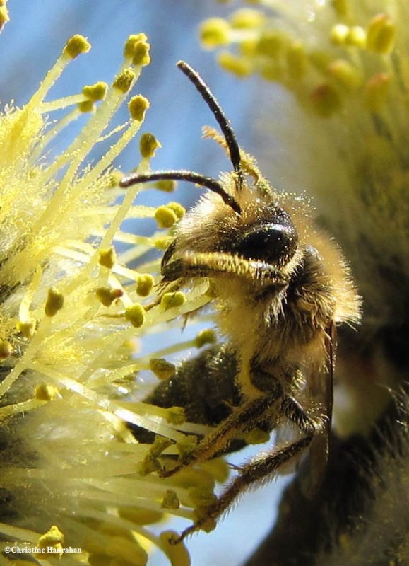 <em>Andrena dunningi</em> bee  gathering  willow pollen