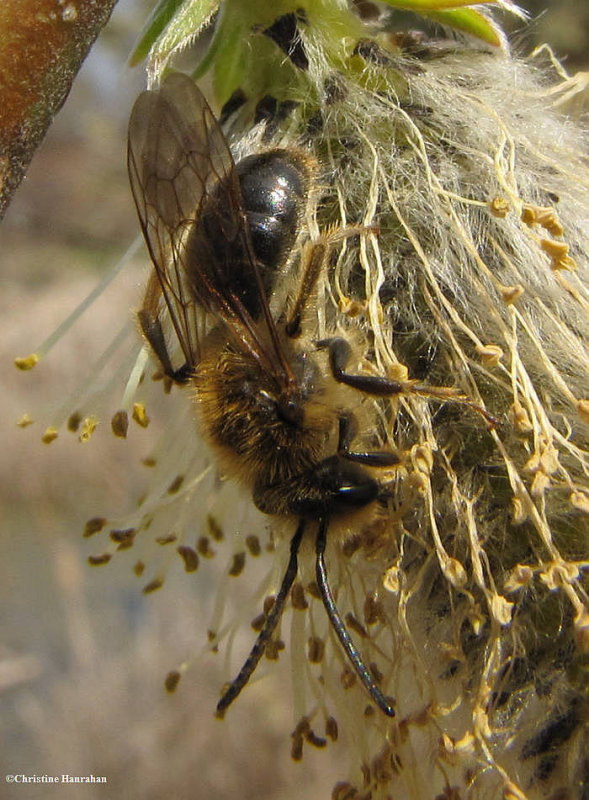 Andrenid bee (Andrena dunningi)