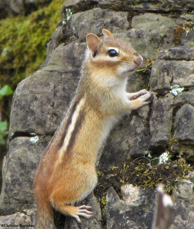 On the lookout