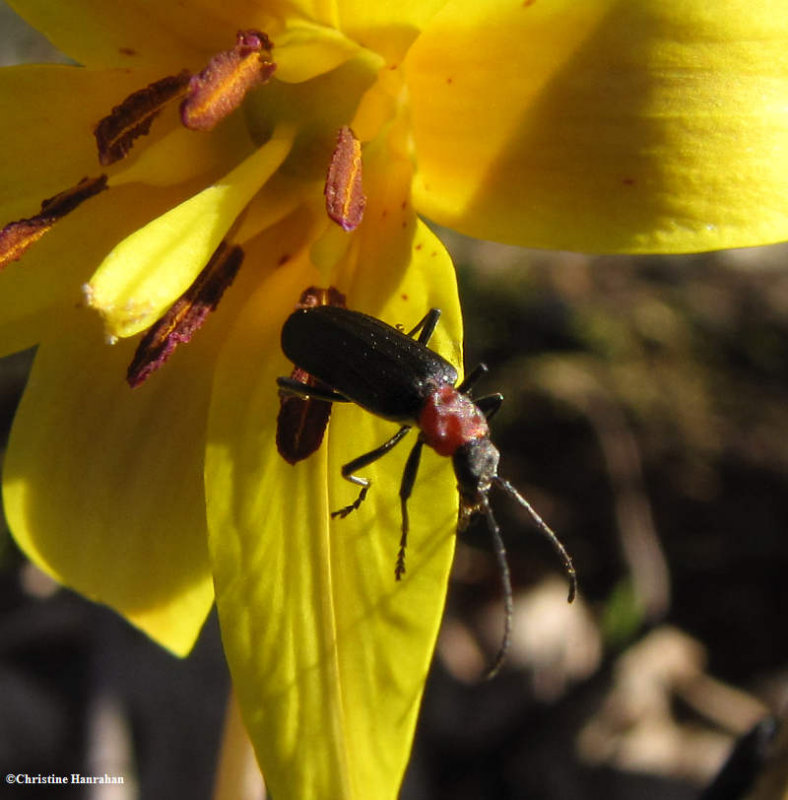 False blister beetle (Oedemeridae sp.)