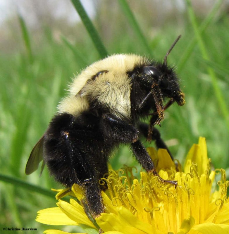 Bumble bee queen gathering pollen (Bombus impatiens)