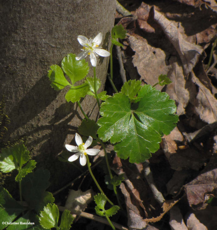 Goldthread (Coptis trifolia)