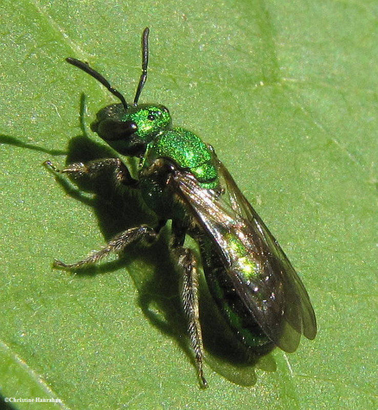 Sweat bee (Agapostemon sp.), female  - For Sharon