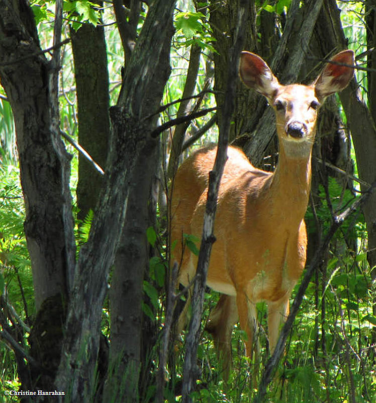 White-tailed deer