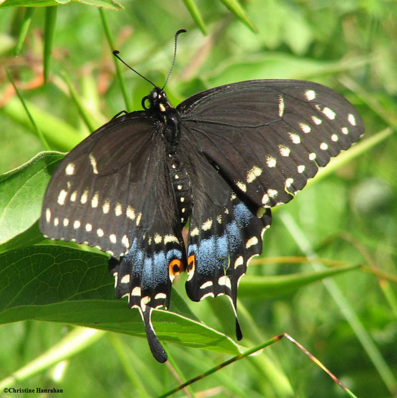 Black swallowtail (Papillio polyxenes)  female