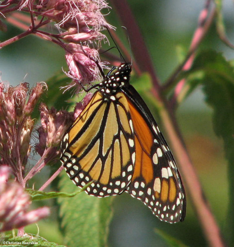 Monarch  (Danaus plexippus) on joe-pye weed
