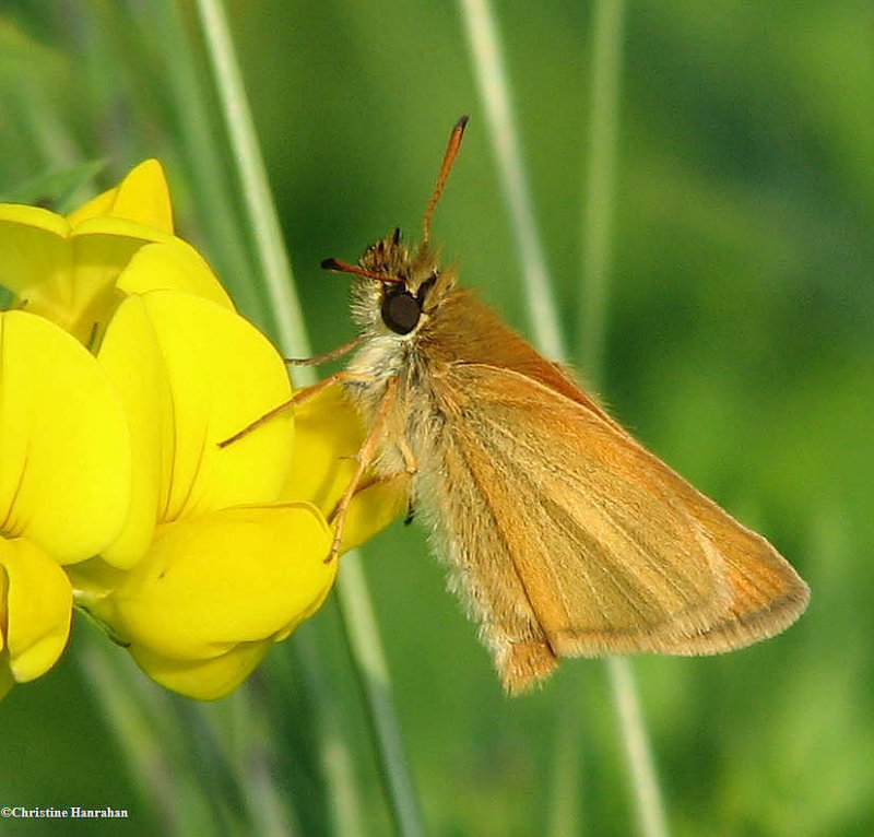 European skipper (Thymelicus lineola) on bird's foot trefoil