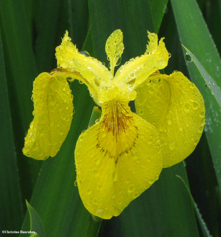 Yellow iris  (<em>Iris pseudacorus</em>)