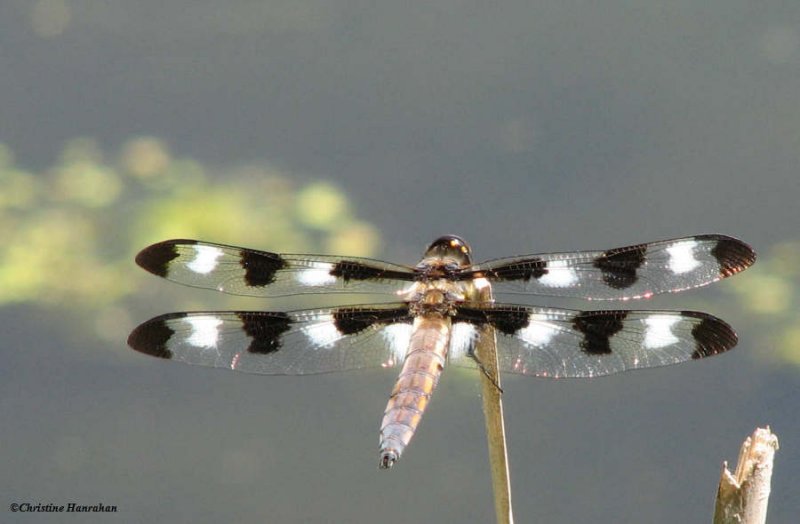 Twelve-spotted skimmer (Libellula pulchella), male