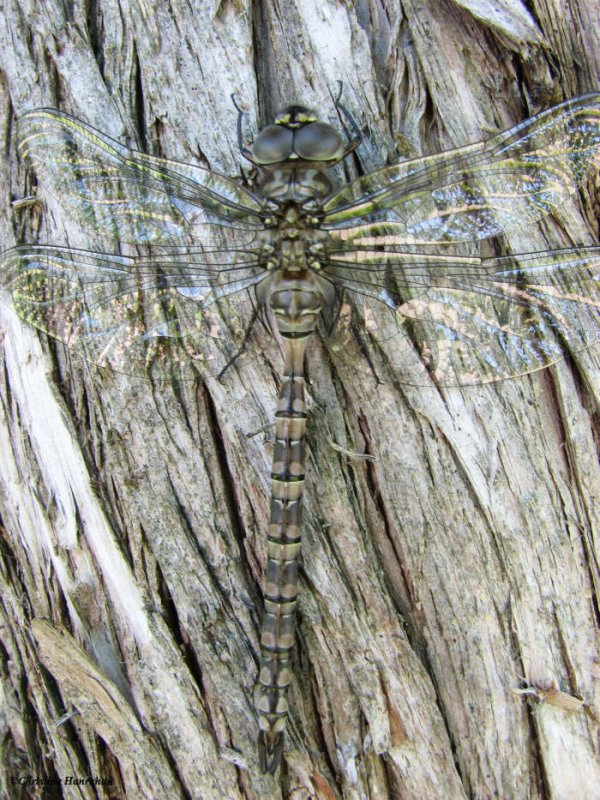 Canada darner (Aeshna canadensis)