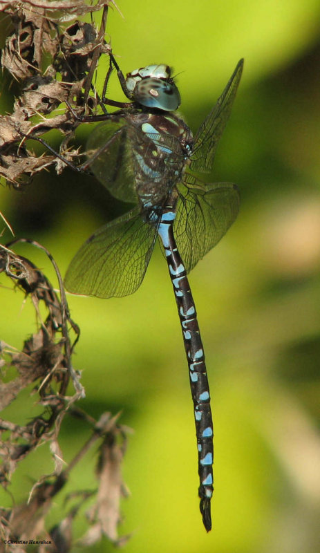 Canada darner  (Aeshna canadensis)