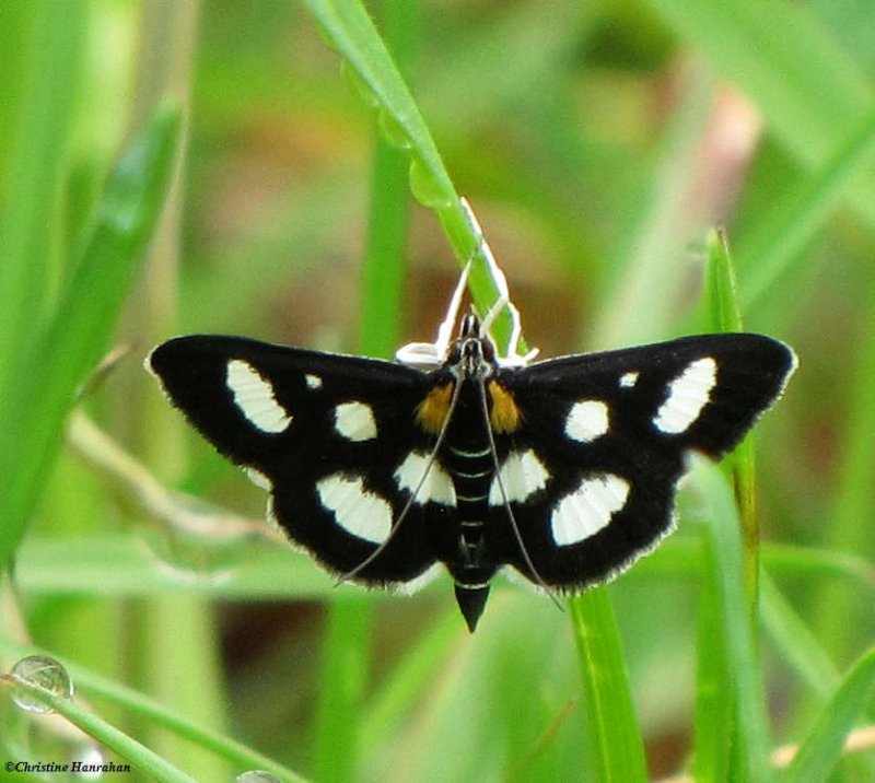 White-spotted Sable moth (Anania funebris)  #4958a