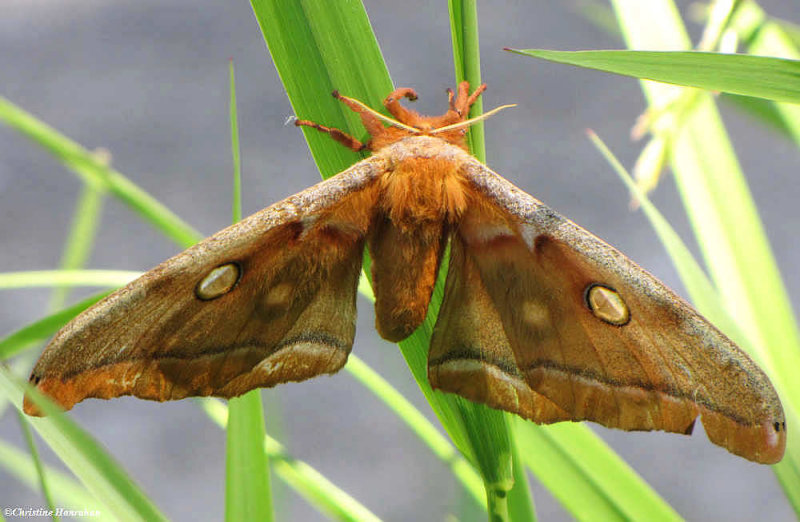 Polyphemus moth (<em>Antheraea polyphemus</em>), #7757