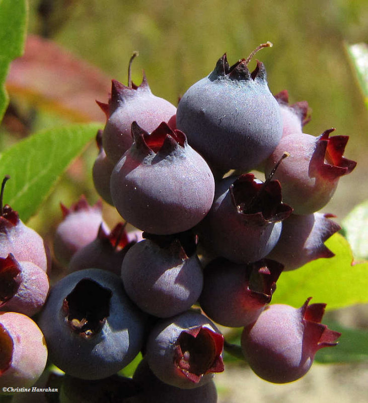 Wild fruit: Strawberries, Raspberries, Blackberries and Blueberries (Fragaria, Rubus, Ribes, and Vaccinium)