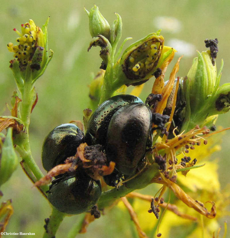 St. Johnswort/Klamath weed beetles (Chrysolina sp.) on Klamath weed