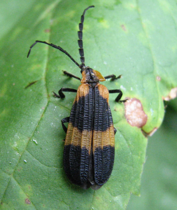 Net-winged beetle (<em>Calopteron reticulatum</em>)