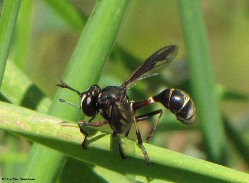 Thick-headed fly  (Physocephala sp.), a wasp mimic