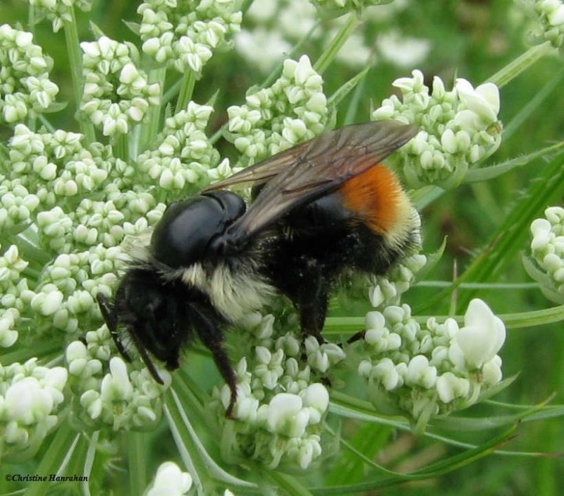 Tricolored bumblebee (Bombus ternarius) on Queen Anne's lace