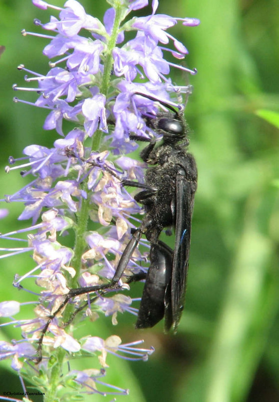 Great black digger wasp (Sphex pensylvanicus)