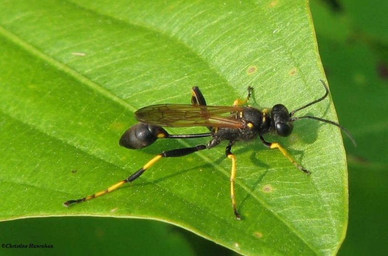 Mud-dauber wasp (Sceliphron caementarium)