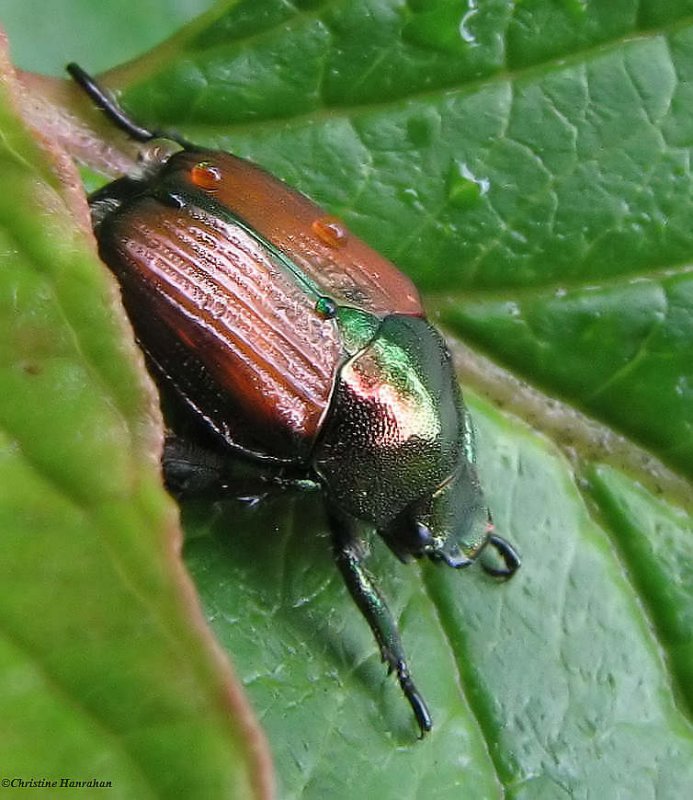 Japanese beetle  (Popillia japonica)