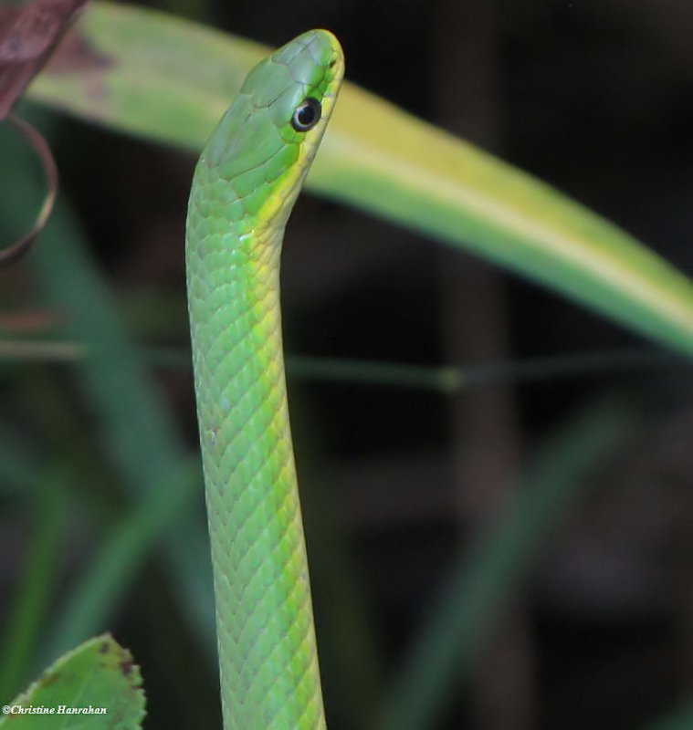 Smooth green snake  (Opheodrys vernalis)