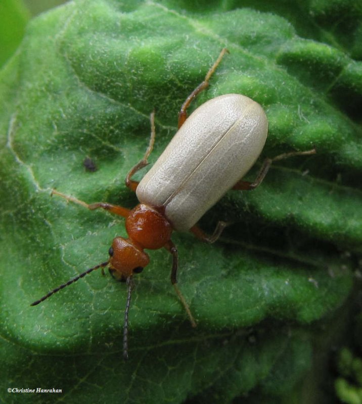 Blister beetle (Zonitis bilineata) on milkweed