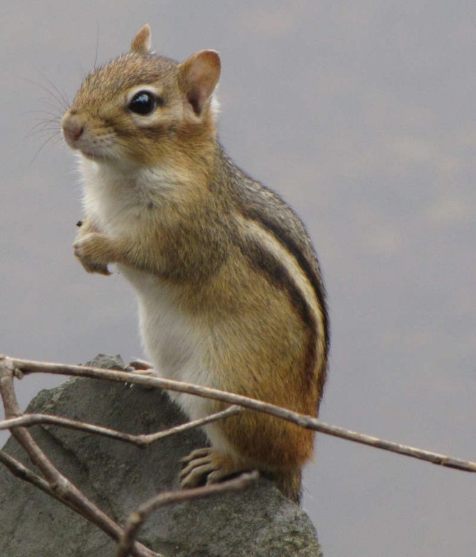 Chipmunk