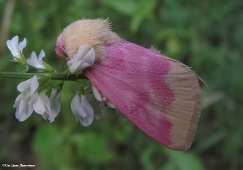 Primrose moth (Schinia florida) #11164, on White sweet clover