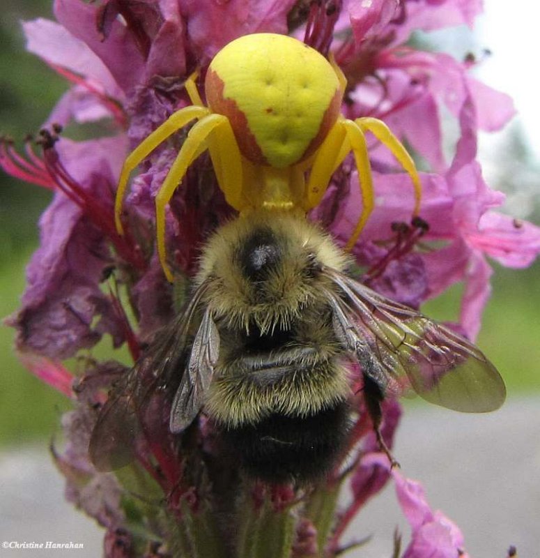 Goldenrod crab spider (Misumena vatia)with bumblebee