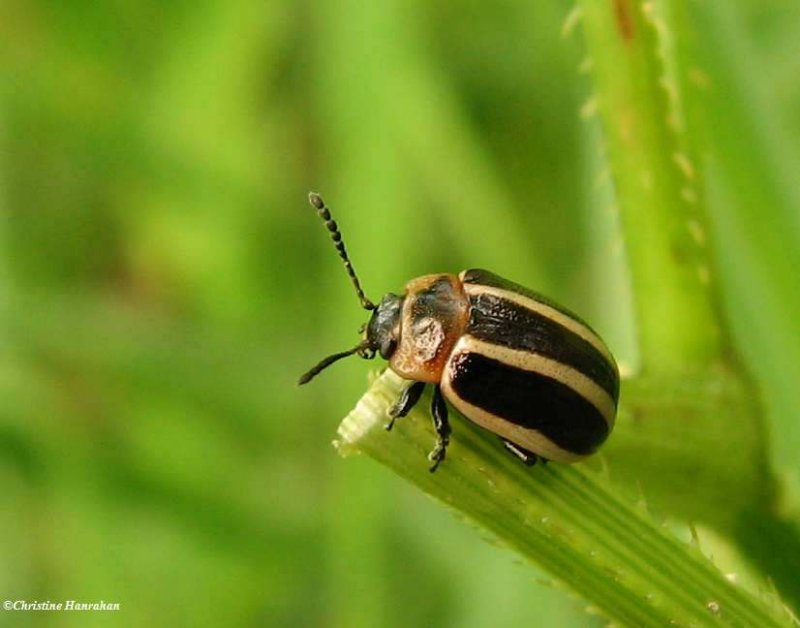 California calligrapha beetle  (Calligrapha californica)