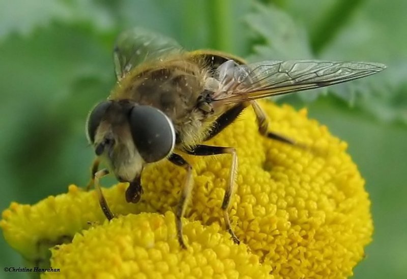 Hover fly (Eristalis  sp.) on Tansy
