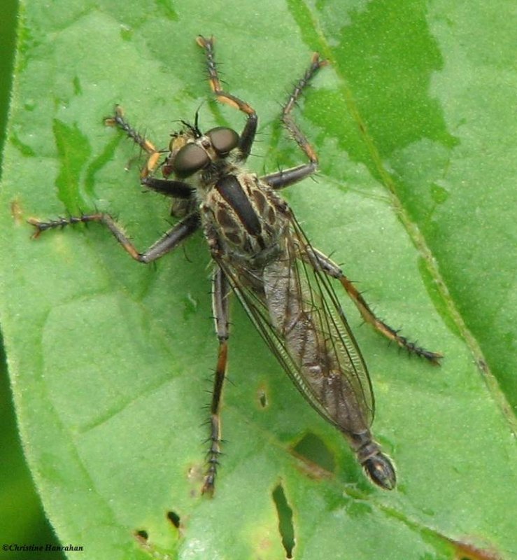 Robber fly (Asilidae)