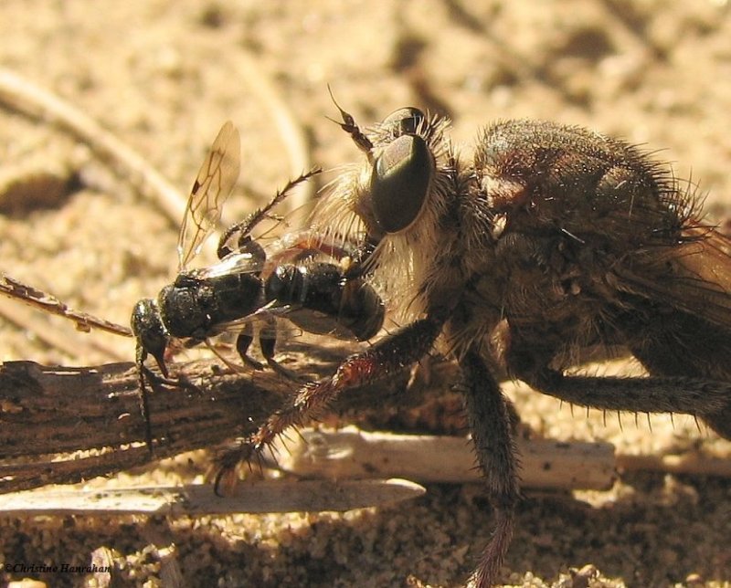 Robber fly (Proctacanthus sp.) with wasp