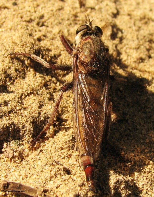 Robber fly (Proctacanthus sp.)