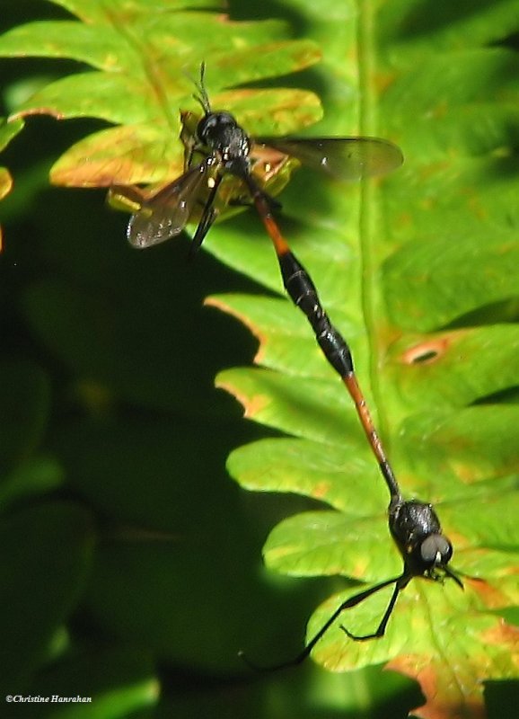 Bee flies (Systropus macer), mimic of Ichnemonid wasps