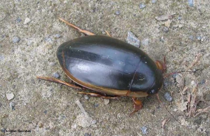 Predacious diving beetle (Dytiscus verticalis)
