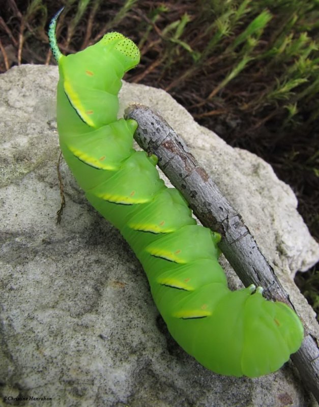 Laurel sphinx moth caterpillar (Sphinx kalmiae), #7809