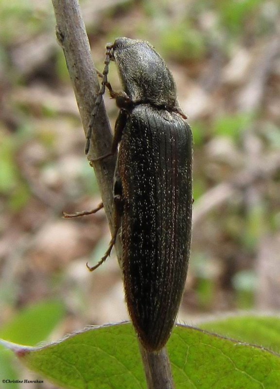 Click beetle,  possibly Sylvanelater cylindriformis