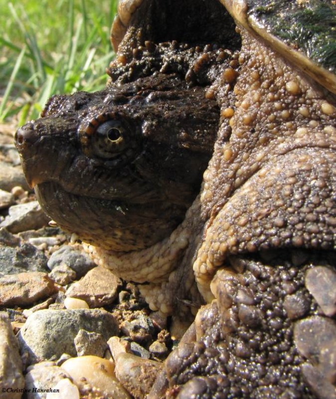 Snapping turtle   (Chelydra serpentina)