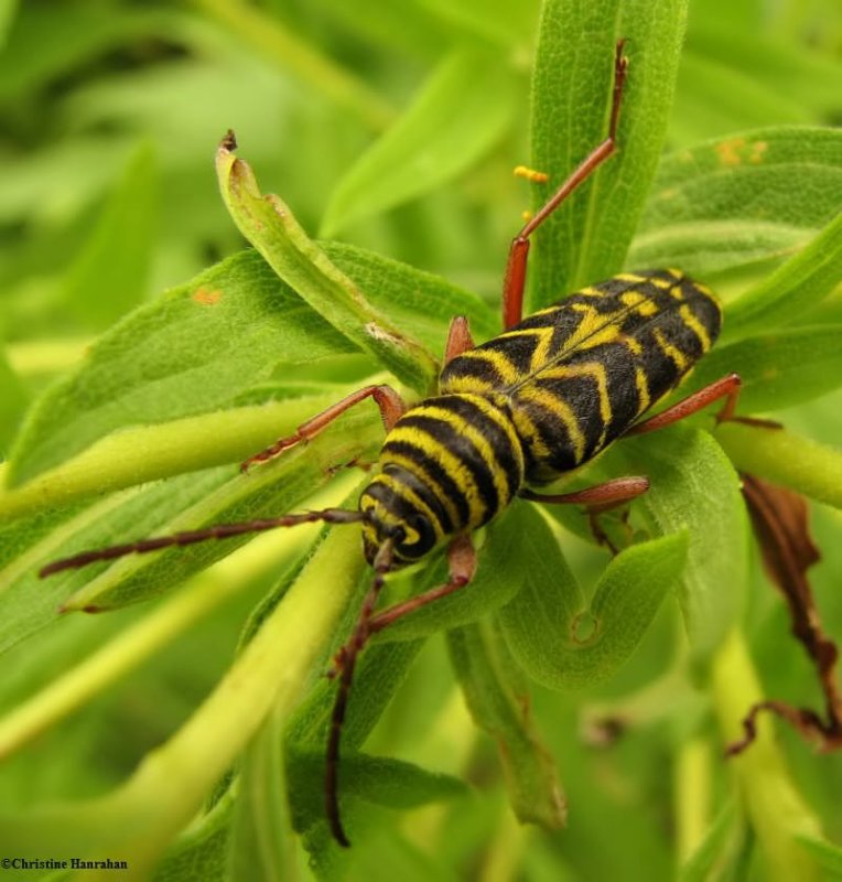 Locust borer (Megacyllene robiniae)