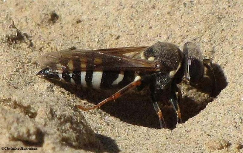 Sand wasp (Bicyrtes) at entrance to nest hole