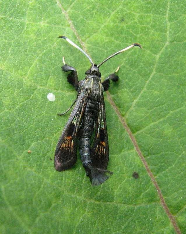 Virginia creeper clearwing moth (Albuna fraxini) #2532