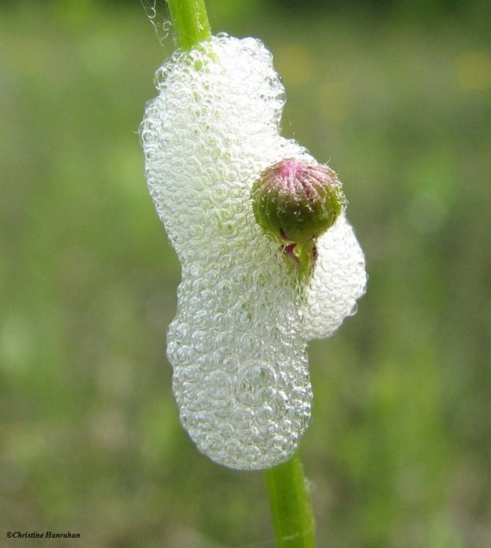 Spittlebug  case