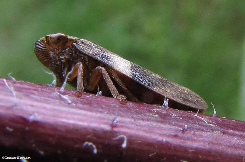 Spittlebug, prob. Meadow spittlebug (Philaneus spumarius)