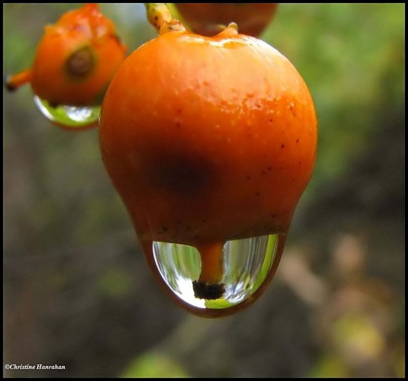 Bittersweet fruit  (Celastrus scandens) and raindrop