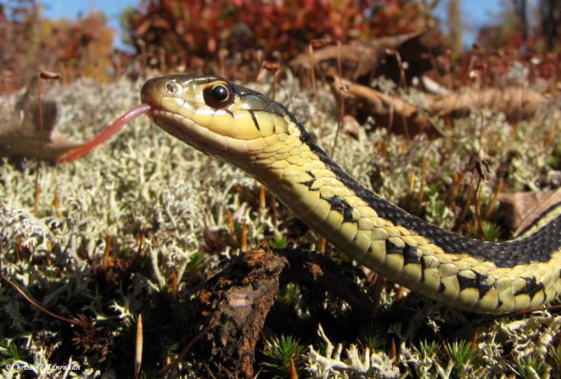 Garter snake (Thamnophis sirtalis)