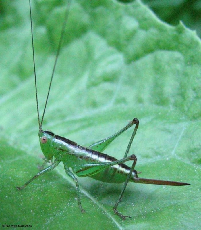 Meadow katydid (Conocephalid sp.), female