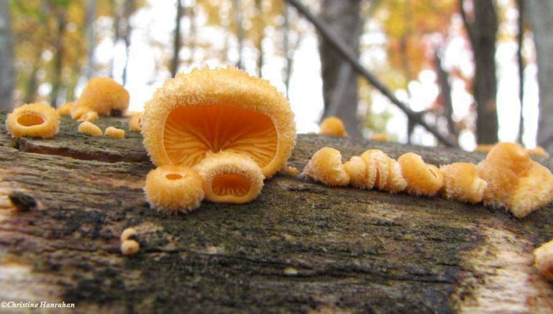 Orange oyster mushrooms (Phyllotopsis nidulans)