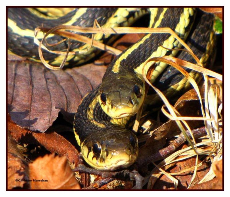 Garter snakes  (Thamnophis sirtalis)
